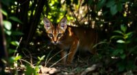 dark caracal s new espionage tactics