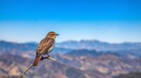 top long range telephoto lenses