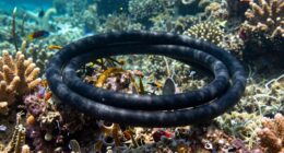 undersea cable monitoring importance