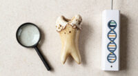 Protein in Homo erectus teeth suggests Denisovans gave us some of their DNA